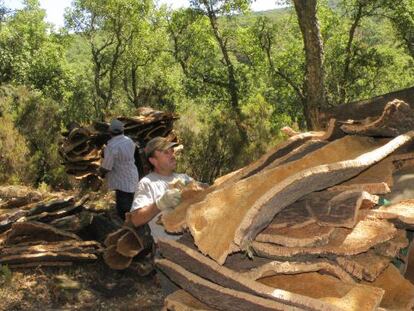 Labores de saca de corcho en el parque natural de Los Alcornocales, en Andalucía.