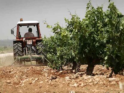 Un agricultor prepara una finca de viñedos en la comarca de Requena-Utiel, en Valencia.