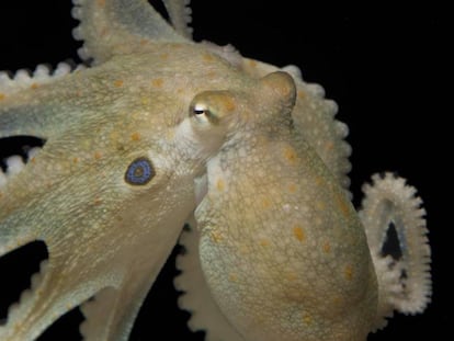 Imagem de um 'Octopus bimaculoides', a espécie usada para a experiência.