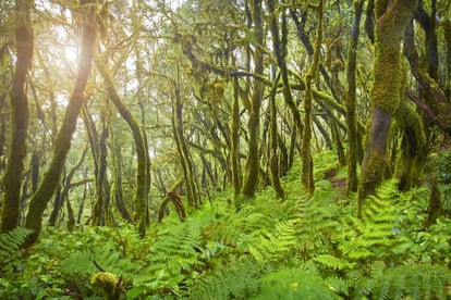 Thanks to its geographic location and subtropical climate, the center of La Gomera island preserves an extraordinary jungle site, featuring an abundance of protected species. The forest at Garajonay National Park presents visitors with an image of the earth as it was 60 million years ago.