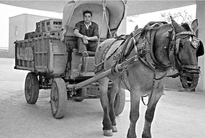 A principios de siglo, las cerveceras transportaban sus productos en caballos, y los de Ambar eran reconocidos por su porte y por los cuidados que recibían.