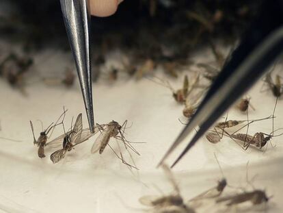Mosquitos listos para su análisis.