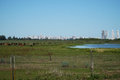 Vacas pastando en los humedales de Rosario, con el centro de la ciudad al fondo.