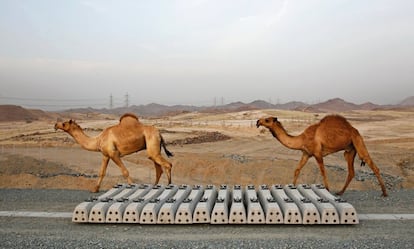 Los beduinos aún no se han acostumbrado al tren y siguen llevando sus camellos por la vía, como en este tramo entre Yeda y Medina.