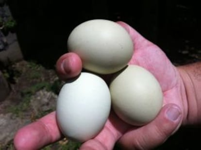 Huevos de gallina araucana, típicos de la zona de Pucón, en Chile.