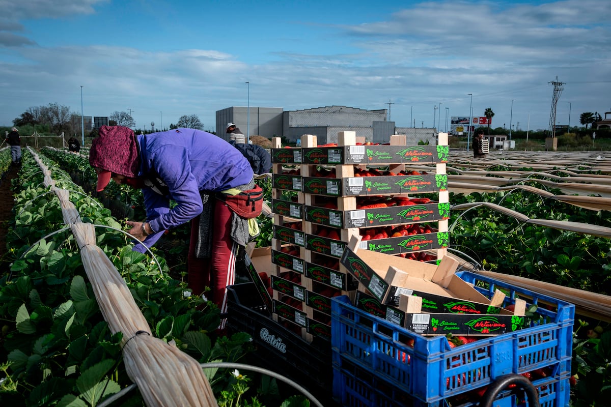 Foreign Labor Fueling Spain’s Resilient Economy: Pros and Cons of Immigration on the Spanish Workforce