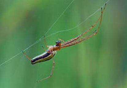 Araña Tetragnatha.