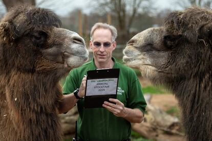 Un empleado del zoológico cuenta los camellos bactrianos en su recinto.