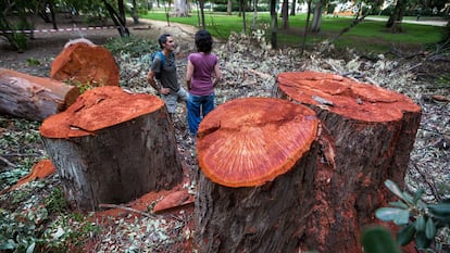 Troncos de eucaliptos talados en el Parque María Luisa de Sevilla.