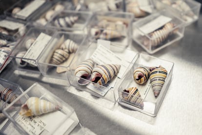Varios ejemplares de ‘Liguus fasciatus’ conservados en la colección de malacología del Museo Nacional de Ciencias Naturales, en Madrid.
