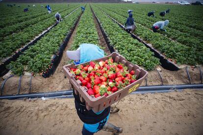 Recolección de fresas en este enclave californiano.