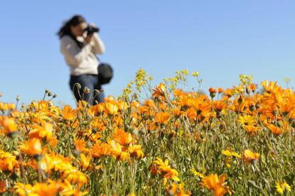 Pradera de Niewoudtville (Sudáfrica) durante la primavera austral.