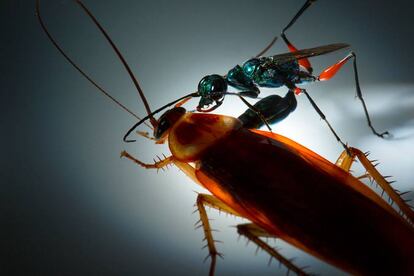 Una avispa esmeralda conviertiendo en zombi una cucaracha.