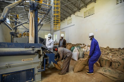 Procesamiento de café en Tindiret Kenia