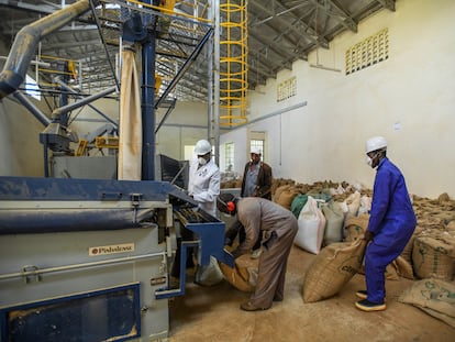 Procesamiento de café en Tindiret Kenia