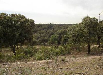 El monte de encinas donde los ayuntamientos de Boadilla, Majadahonda y Pozuelo pretenden construir un campo de golf.