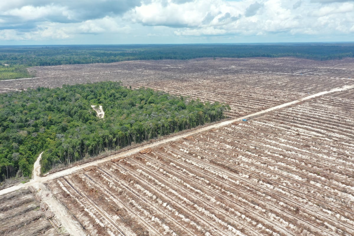 Bruselas busca nuevo aplazamiento de ley contra la deforestación