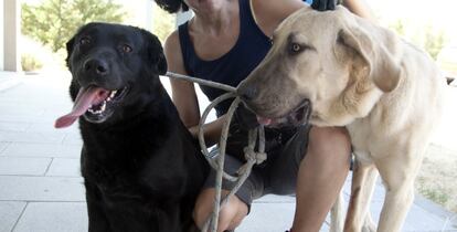 Una voluntaria con dos perros abandonados en un centro de acogida.