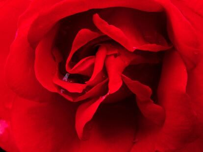 Toda la energía de la primavera en esta rosa roja