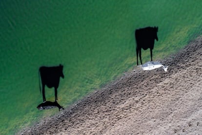 Esta fotografía aérea de Luke Belli ha sido otra de las seleccionadas en la categoría Creatividad. Emanuela Ascoli, editora fotográfica de National Geographic en Francia, asegura que, en comparación con ediciones anteriores, el nuevo lenguaje fotográfico que ofrecen los drones está empezando a afirmarse: "La calidad de la imagen ha mejorado significativamente, y en algunos casos, casi llegan a la excelencia".