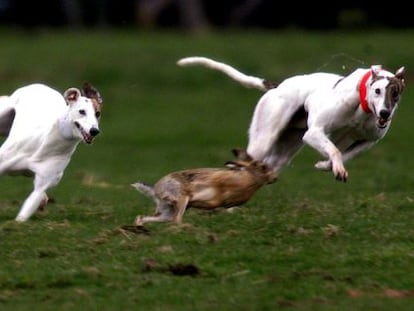 Desde la asociación Galgos Sin Fronteras piden la abolición de esta actividad cinegética.