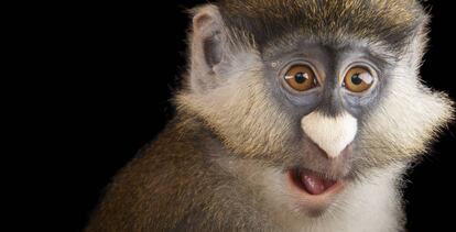 Guenon de Schmidt, Cercopithecus ascanius schmidti, en el Zoo de Houston