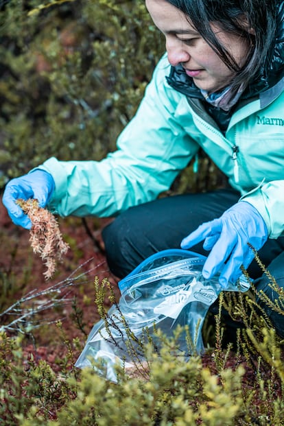 Carolina León recoge muestras del musgo pompón para someterlo a nuevas condiciones en una cámara climática en su laboratorio.