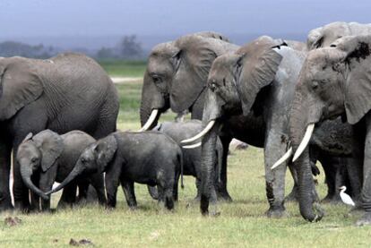 Manada de elefantes en el Parque Nacional de Amboseli (Kenia).