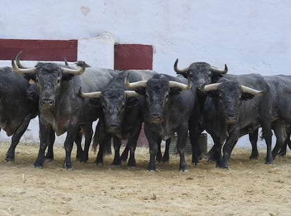 Toros de Adolfo Martín, en los corrales de la plaza de Castellón.