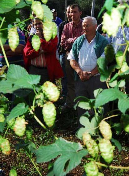 Agricultores y técnicos, frente a la plantación experimental de lúpulo de la Xunta, ayer, en Mabegondo.