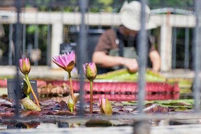 Jardin Botanico Madrid