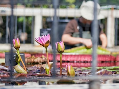 Nenúfares en el estanque oval del Jardín Botánico.