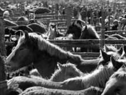 b 37881 (4/nov/00) -color- Feria de caballos en Puigcerda. -FOTO: Susanna Saez.
