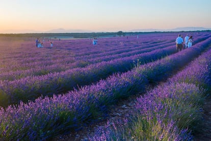 El verano es el mejor momento para los campos de lavanda de Brihuega (Guadalajara).