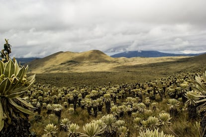 La Reserva Ecológica El Ángel se sitúa en la provincia ecuatoriana de Carchi, muy cerca de la frontera con Colombia. Es un área de gran importancia medioambiental debido a la abundancia de agua y biodiversidad. Ubicada en la cordillera andina, su altitud oscila entre los 3.400 y los 4.200 metros sobre el nivel del mar.
