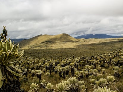 La Reserva Ecológica El Ángel se sitúa en la provincia ecuatoriana de Carchi, muy cerca de la frontera con Colombia.