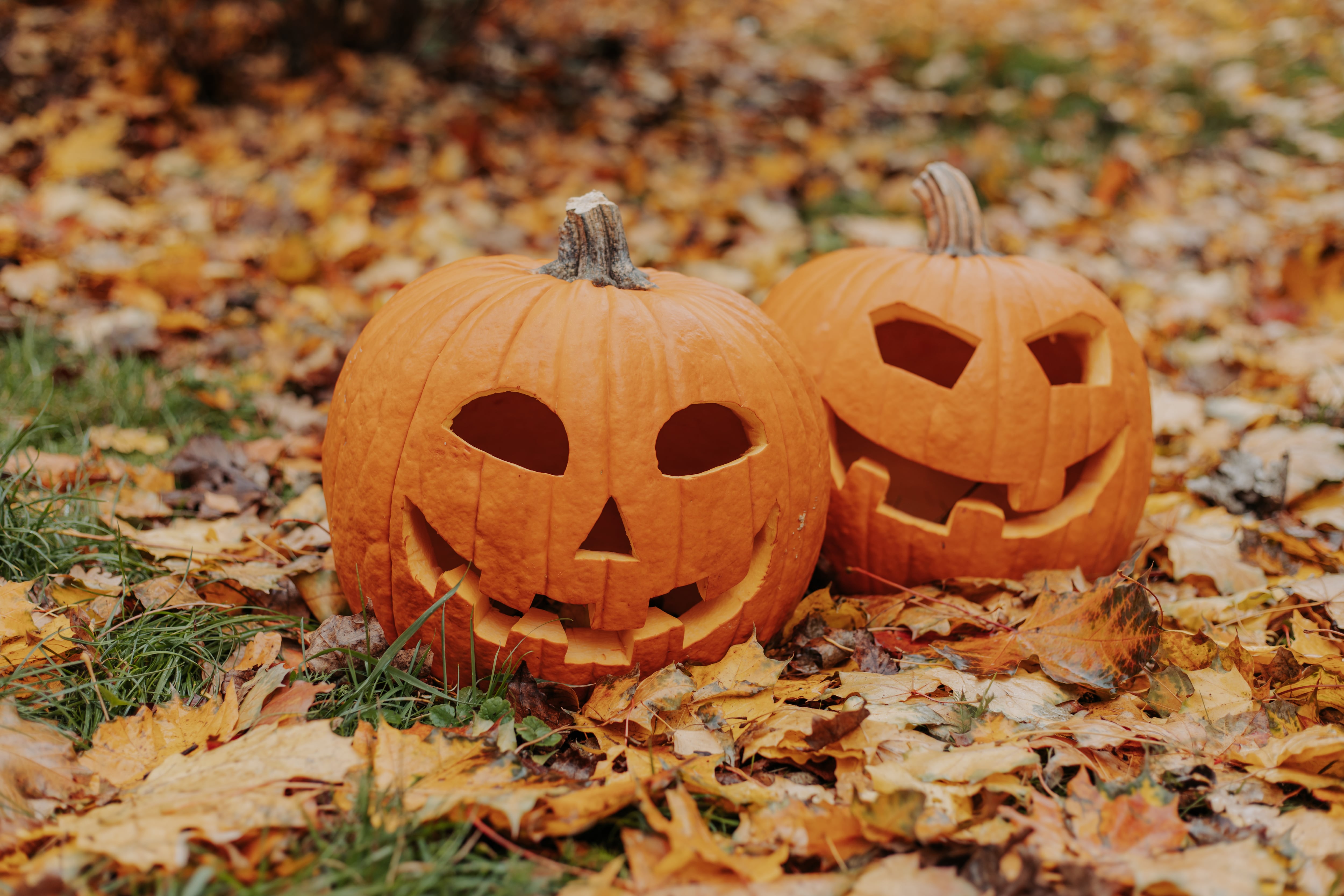 Calabazas de Halloween: cómo impulsar variedades cultivadas en España y luchar contra el desperdicio alimentario