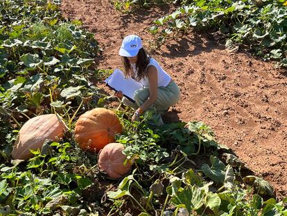 Una investigadora de la Universitat Politécnica de Valencia con ejemplares de calabaza.