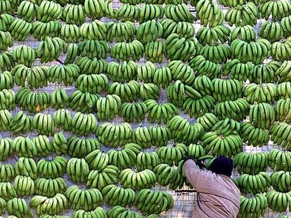 Un agricultor apila plátanos de Canarias.