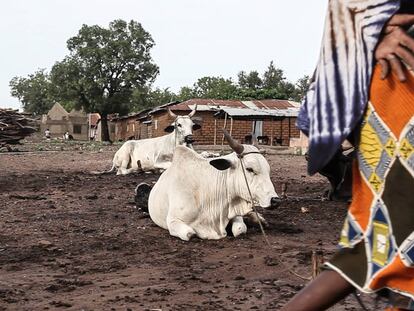 Aprovechar la inmunidad del ganado africano