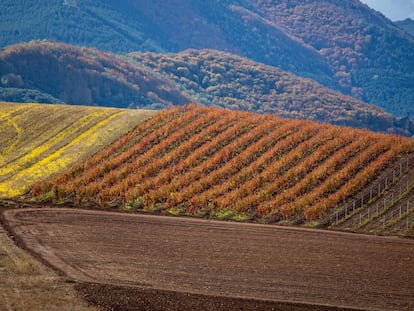 Los tonos ocre y amarillo bañan los campos del valle de la Lengua, en Logroño.