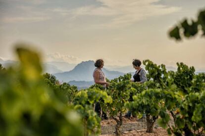 Vinyes del Celler Bárbara Forés, un dels més antics de la Terra Alta. 