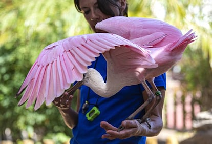 Una espátula rosada en l'Oceanogràfic.