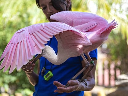 Una espátula rosada en l'Oceanogràfic.