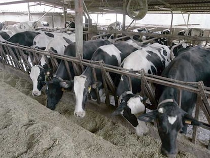 Una granja de vacas en la localidad de Leaburu (Guipúzcoa).