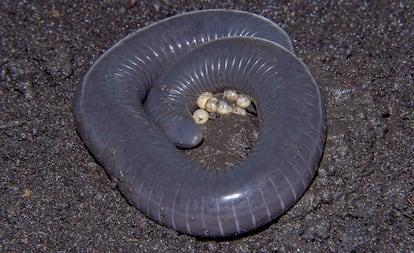 Tras poner los huevos, estas cecilias los cuidan hasta que eclosionan. Durante este tiempo van pasando del azul plomo a un gris blanquecino. Es la 'leche' con la que alimentarán a sus crías durante dos meses.