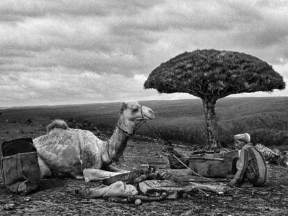 Un socotrí con su camella junto a un árbol draco, en la isla de Socotra, en el Índico.