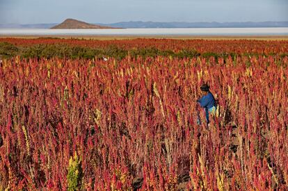 Plantación de quinua en el pueblo boliviano de Jirira. Su capacidad de adaptación le permite crecer tanto en valles secos como húmedos.