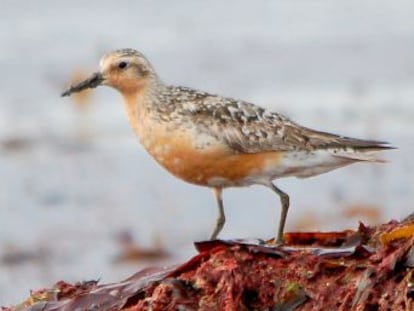 Los playeritos pectorales recorren miles de kilómetros y hasta 24 lugares de apareamiento en busca de hembras que inseminar