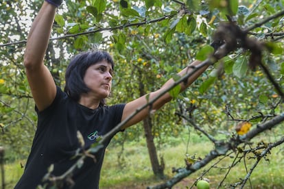 Maite Retolaza elabora sidra natural y desde 2024 preside la DO Euskal Sagardoa. Destaca la importancia del terruño: “Oiharte es ejemplo de tradición viva, paisaje y producto bien hecho”